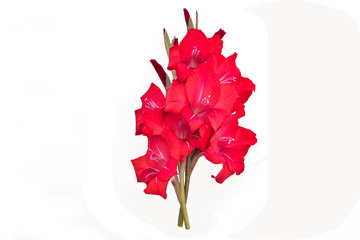 Red gladiolus on a white background with free space for text.