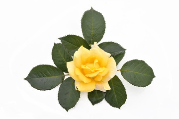 Yellow rose with leaves (Latin name: Rosa).