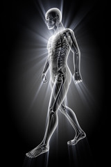 human bones radiography scan image