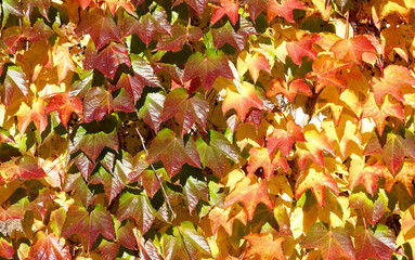 virginia creeper in autumn