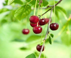 cherry harvest