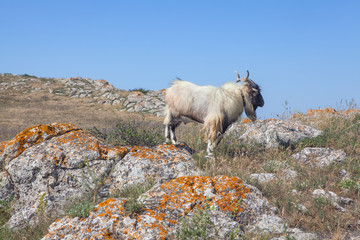 Himalayan goat in the wild