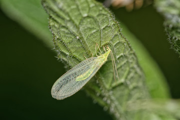 Green fly sitting on a leaf