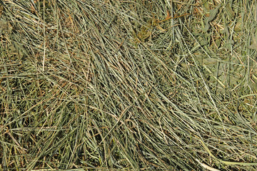 Hay with cereals other wild meadow grasses