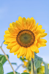 Obraz premium Summer field, sunflower
