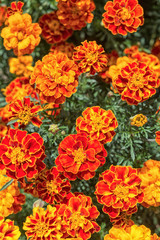 Yellow and orange marigold flowers in the garden