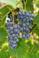 Matured grapes for red wine
