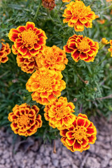 Yellow and orange marigold flowers in the garden