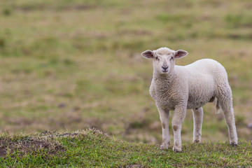Naklejka premium A little lamb in the pasture