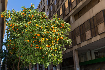 Fototapeta na wymiar Tangerine tree in the city