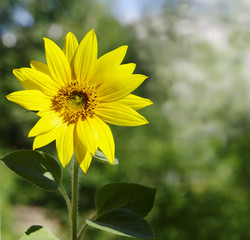 sunflower head closeup outdoor, local focus, shallow DOF