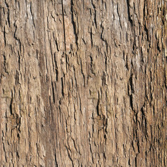 bark old tree. wood texture