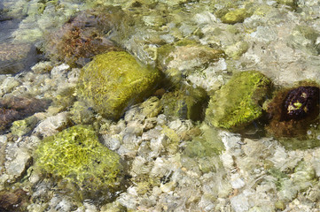 marine background, rocky seabed through clear water