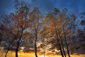 Fototapeta na wymiar Birch trees in Autumn on a river shore. Latvia