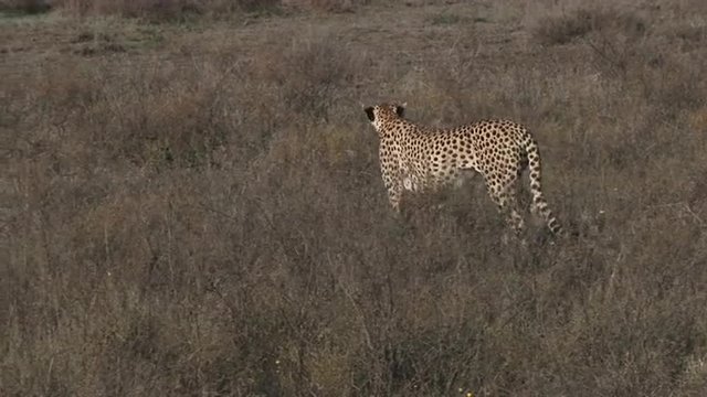 Cheetah's walking on the Serengeti plains