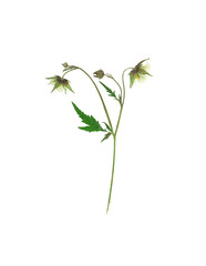 Pressed and dried flower on delicate Geum rivale, water avens or