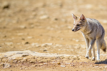 Graxaim, el Zorro de las Pampas (Pseudalopex gymnocercus)