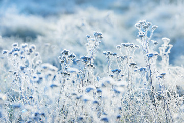 Naklejka na ściany i meble Frozen plants in winter with the hoar-frost