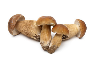 wild mushrooms isolated on white background
