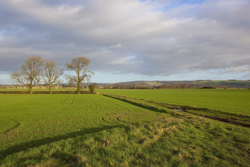 green wheat fields in winter