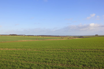 Fototapeta na wymiar winter wheat fields
