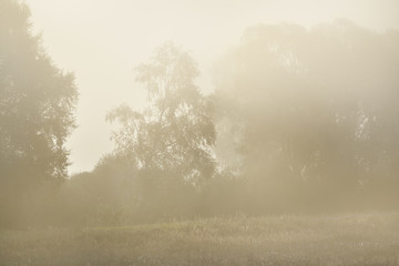 Fototapeta na wymiar Morning fog above the field