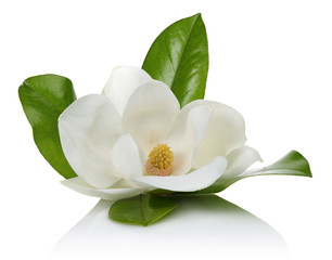White magnolia - obrazy, fototapety, plakaty