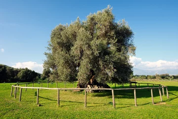 Cercles muraux Olivier Olive tree secular