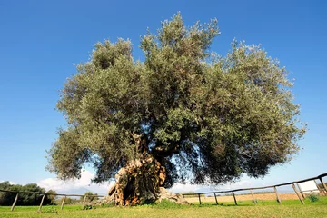 Cercles muraux Olivier Olive tree secular