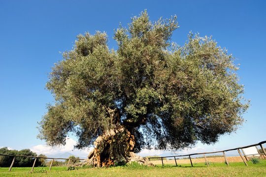 Olive tree secular