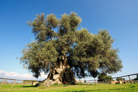 Olive tree secular