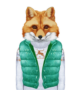 Animals as a human. Fox in down vest and sweater. Hand-drawn illustration, digitally colored.