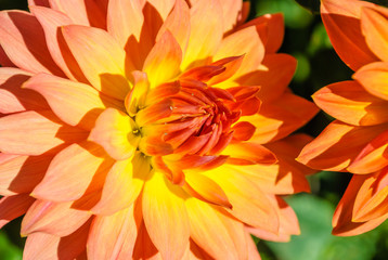Orange chrysanthemum flowers