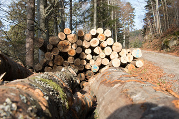 Holzpolter am Wegesrand