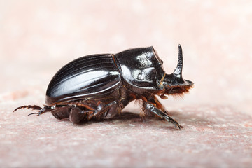 Unicorn beetle