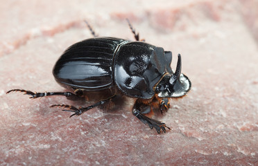 Black rhinoceros beetle