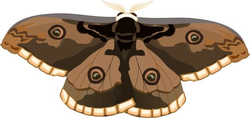 Europe's largest butterfly