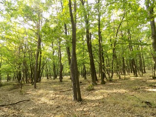 Deciduous forest