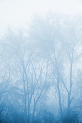 Mysterious bare winter treetops in fog
