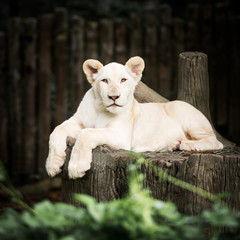 Baby white lion