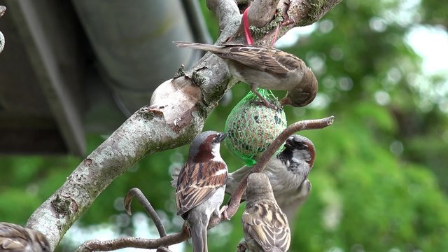sparrow eat bird seed