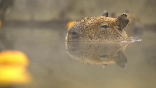 入浴中のカピバラ