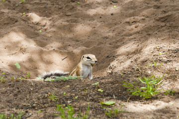 Waterberg Namibia Afrika: subtropische Vegetation 