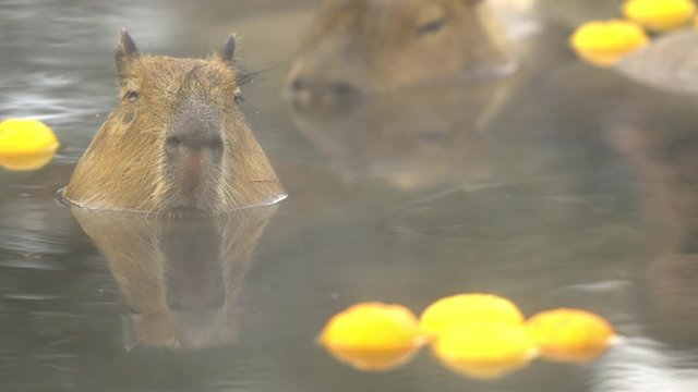 入浴中のカピバラ
