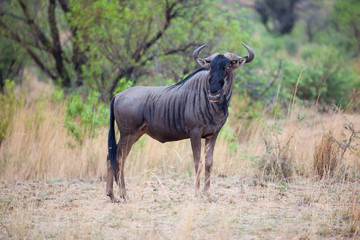 Blue Wildebeest bull standing proud in the grass
