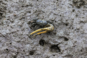 fiddler crab © applechu