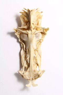 Cranium From A Hard Head Catfish Ariopsis Felis Viewed From Underneath And Displaying The Appearance Of The Crucifix Stock Photo Adobe Stock Cranium From A Hard Head Catfish Ariopsis Felis Viewed From Underneath And Displaying The Appearance Of The Crucifix Stock Photo Adobe Stock
