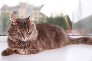 Fototapeta na wymiar Beautiful grey cat lying on window board, close up