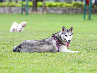 Portrait of Siberian Husky