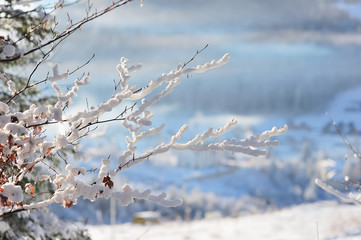 Twig in the snow
